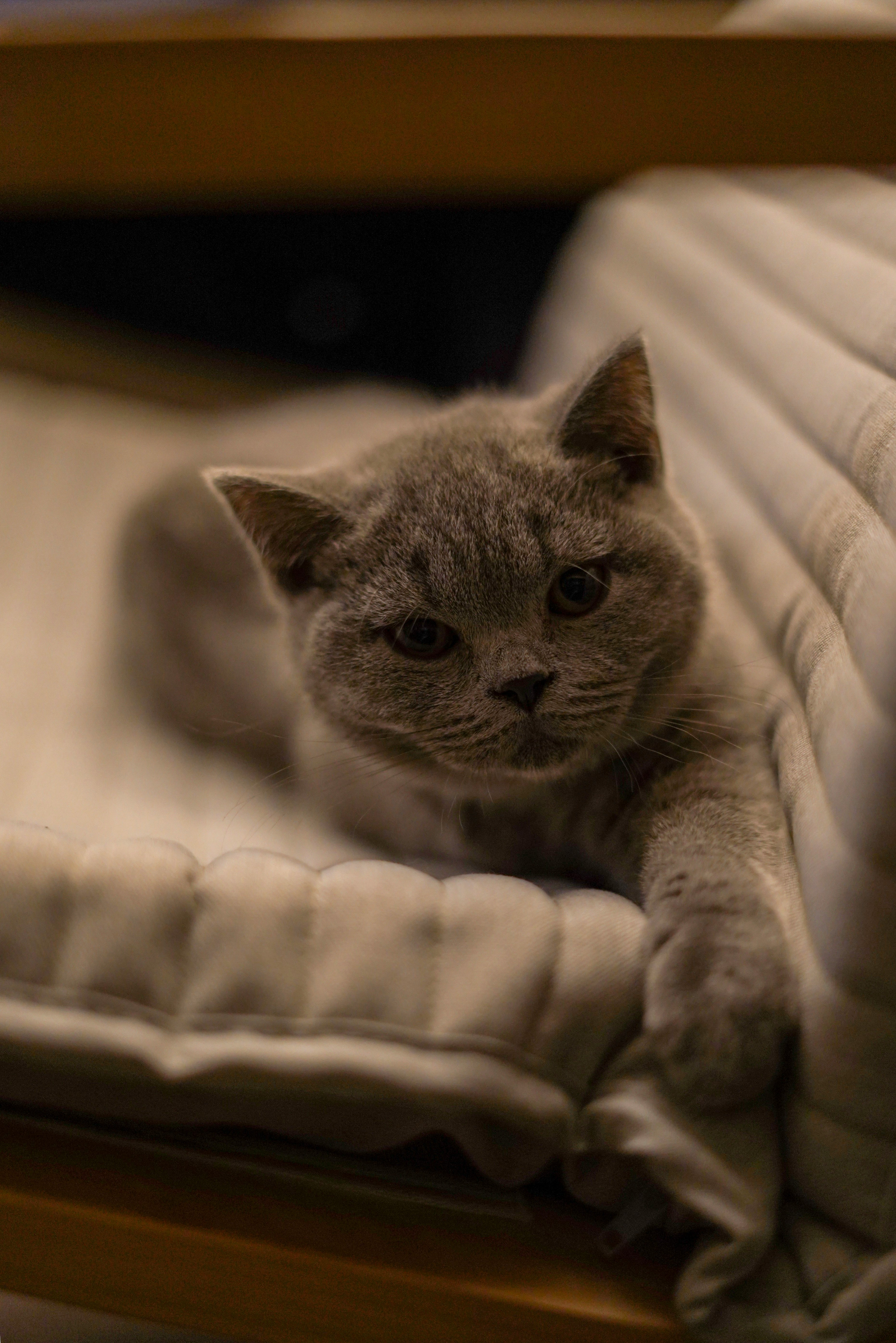 russian blue cat on white textile